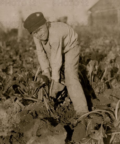 Eight-year-old boy tugging at the beets. 1915