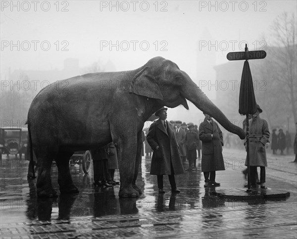 Elephant Turns Traffic Stop Sign in Intersection of Streets in the Nation's Capitol. 1923