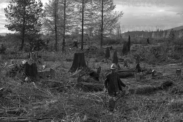 Clearing the Forest 1939