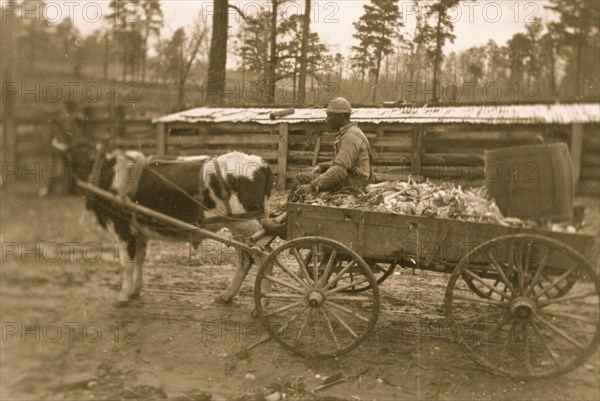 Farm wagon, driven by an African American man, Reed Camp, South Carolina 1934