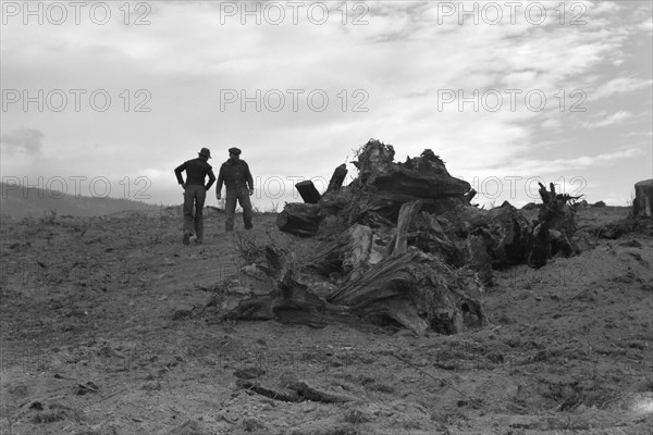 Clearing the Forest 1939