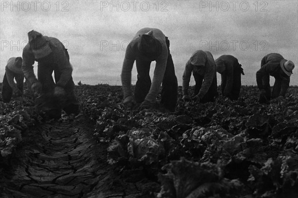 Filipinos cutting lettuce 1935