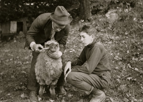 Forest Kellison, 4 H Club member treating his sheep for internal parasites under direction of Harold Willey, Farm Bureau Agent.  1921