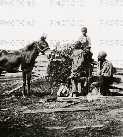 Free at Last; a Family of Blacks feeds their donkey 1864