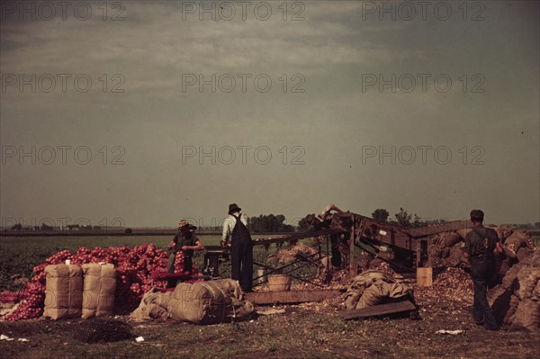 Grading and packing onions, Rice County, Minnesota 1939