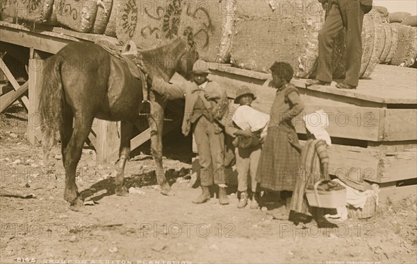 Group on a cotton plantation 1885