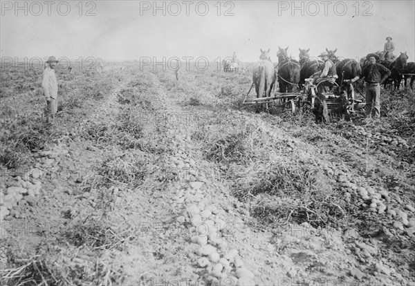 Harvesting in Potato field, Colorado