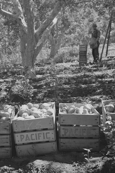 Harvesting Pears 1939