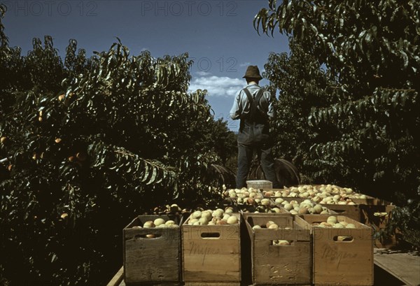 Hauling crates of peaches from the orchard to the shipping shed, Delta County, Colo. 1940