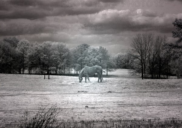 Horse Grazing in Field 2010