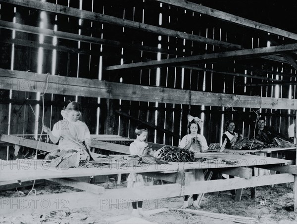 Interior of tobacco shed, Hawthorn Farm.  1909