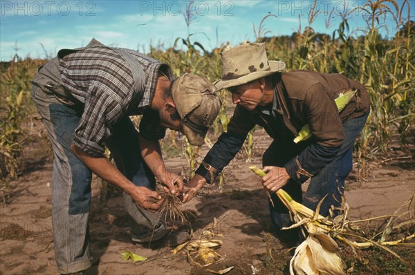 Examining the roots of Corn Stalks 1940