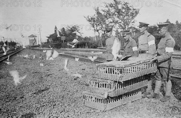 Japanese Carrier Pigeons Released from Cages