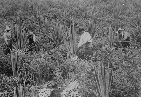 Japanese Sisal Plantation on Hawaii