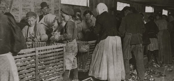 Johnnie, a nine-year-old oyster shucker.  1911