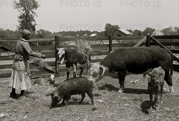 Jorena Pettway with some of the Gees Bend livestock, Alabama 1939