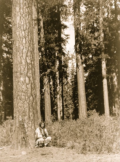 Contemplation Amongst the Pines 1923