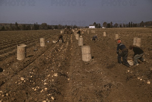 Children Gathering Potatoes from Fields 1940