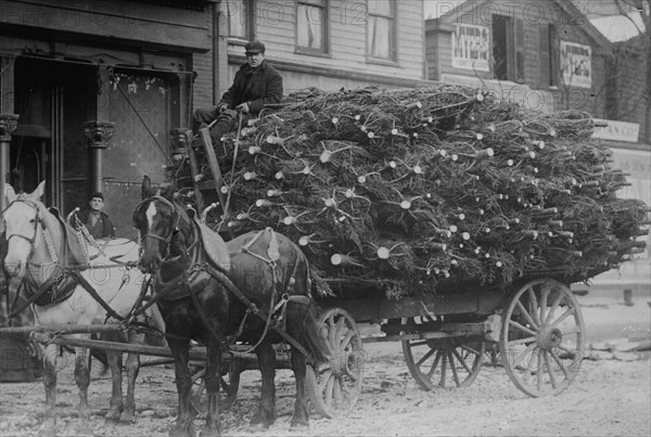 Load of Christmas Trees on Wagon 1912