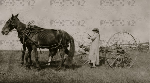 Lucy Saunders hitching the team to the horse rake 1915