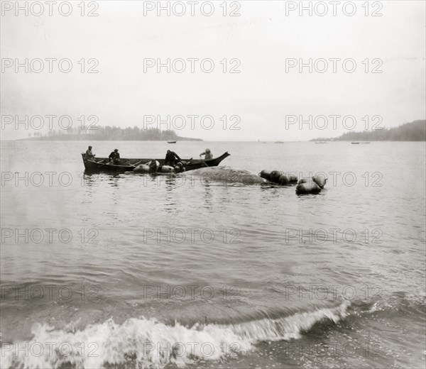 Makah Indian whalers landing whales at Neah Bay, Washington 1911