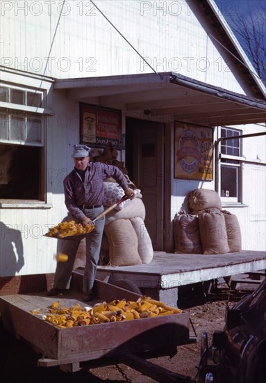 Man shoveling ears of dried corn from wagon through feed store window 1942