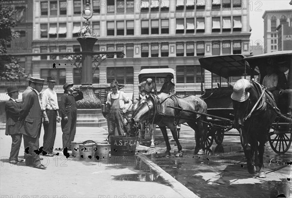 Manhattan ASPCA Provides Water for Horses