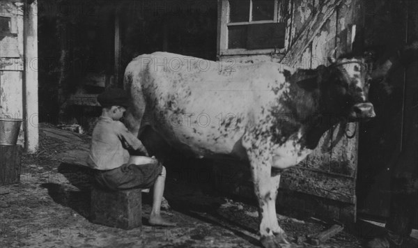 Milking a cow 1916