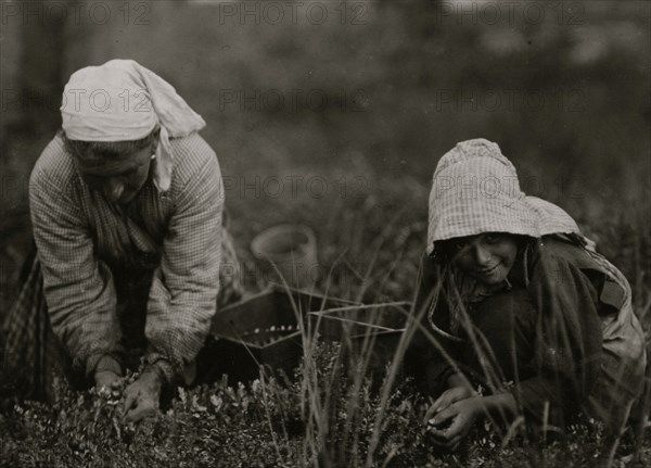 Millie Cornaro, Philadelphia, 10 years old. Been picking cranberries for 6 years. 1910