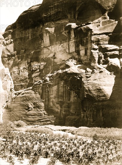 Cornfields of Cañon del Muerto 1906