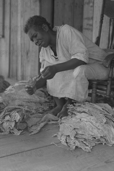 Black Sharecropper sorts tobacco leaves 1938
