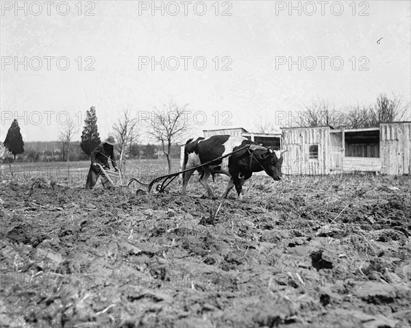 Ox Pulling a Plow 1921