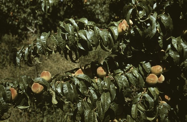 Peach trees in an orchard, Delta County, Colo. 1940