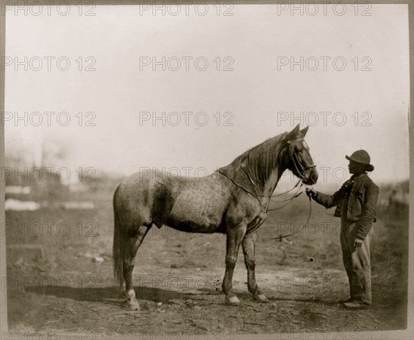 Captain Beckwith's horse 1863