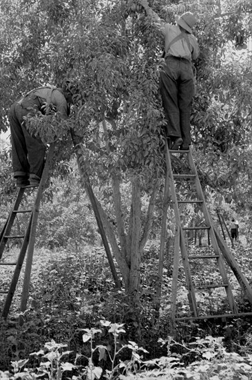 Picking pears 1939