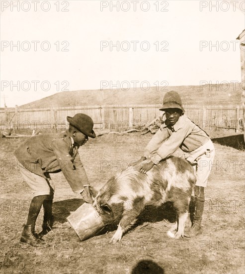 Pig Feeding 1901