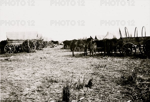 Savannah, Georgia (vicinity). Wagon train parked near Savannah 1863