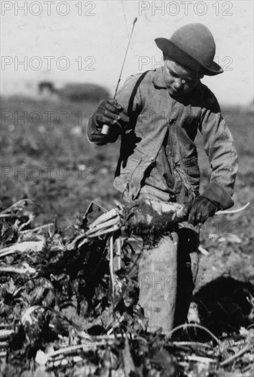 Seven-year-old Alex Reiber topping with a beet knife. 1915