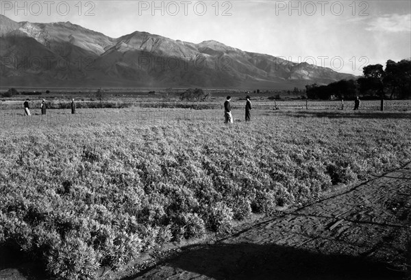 Guayule Field 1943