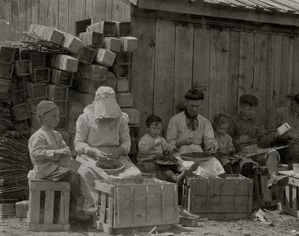 Small family group hulling berries at Johnson's Hulling Station 1911