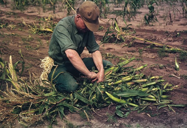 Tying Corn 1940