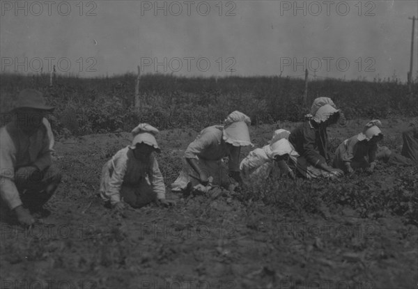 Child Sugar beet workers, Sugar City, Colorado.  1915