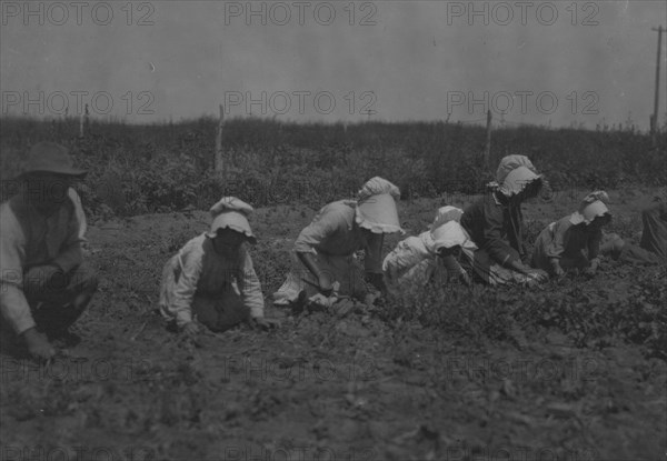 Child Sugar beet workers, Sugar City, Colorado. 1915