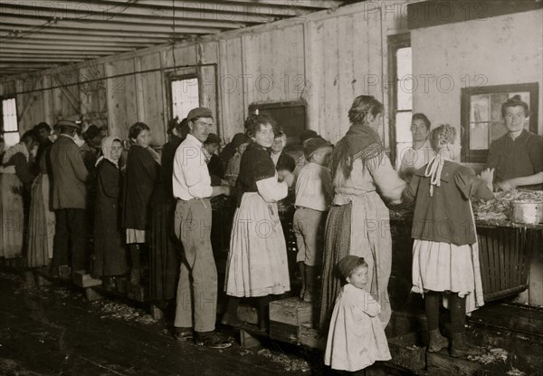 The smallest shrimp-picker, standing on the box cannot understand a word of English.  1911