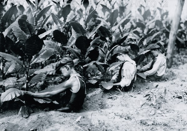 Three boys, one of 13 yrs., two of 14 yrs., picking shade-grown tobacco on Hackett farm. The "first picking" necessitates a sitting posture 1917