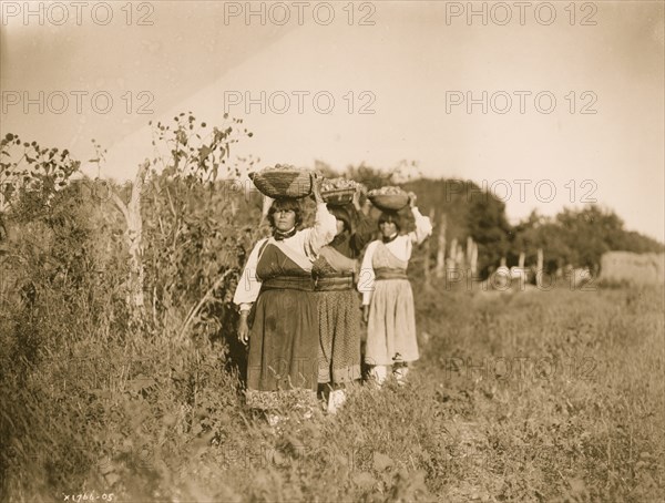 The Harvest--San Juan 1905