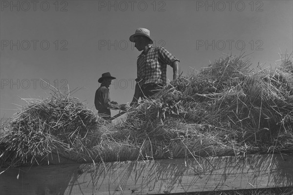 Threshing, midsummer noon. 1939