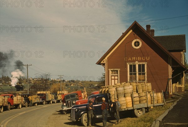 Line of Trucks hold potato harvest 1940