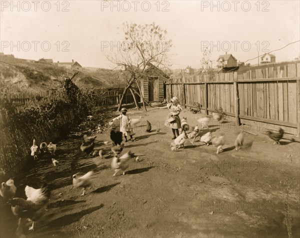 Two African American children feeding chickens in a fenced-in yard 1899