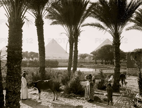 Types & agriculture. Corn fields & palmgrove, pyramids seen through palms 1935